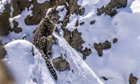 Tashi R. Ghale, The guardian of the Snow Leopards in Nepal Himalayas [PHOTOS] - Nepal 8th Wonder