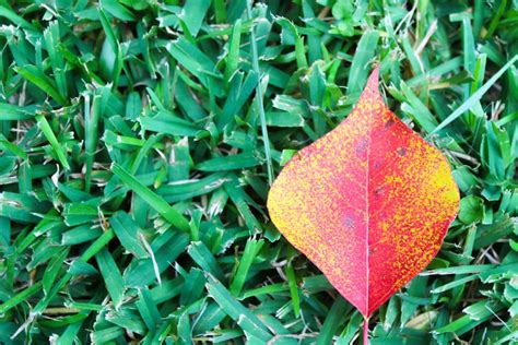 Free stock photo of fall leaf, fall leaves, red leaf