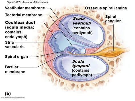 Cochlea Diagram World Of Reference