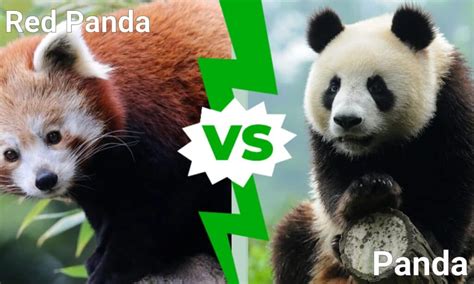 Red Panda vs Panda: 5 Key Differences - A-Z Animals