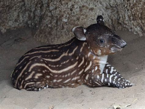 Endangered Baird's Tapir Born At San Diego Zoo