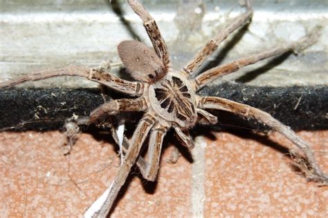 Hobo Spider vs Giant House Spider (What’s the Difference?) – Fauna Facts