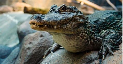 Alligator Teeth: Everything You Need to Know - A-Z Animals