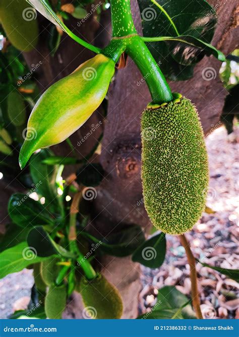 Jackfruit and Jackfruit Flower. Stock Photo - Image of leaf, garden: 212386332