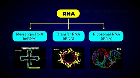 Types of rna - sworldpag