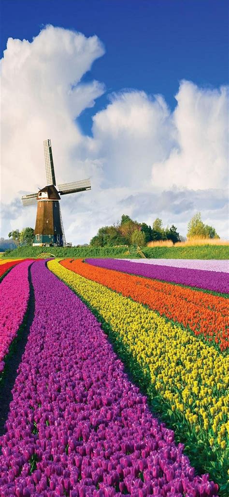 Tulip Fields of Netherlands iPhone 11 Wallpapers Free Download