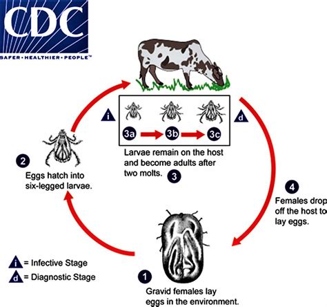 American dog tick disease, life cycle, prevention & how to remove a dog tick