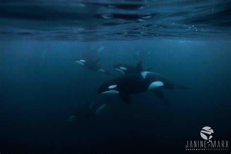 Fajarv: Swimming With Orca Whales In Norway