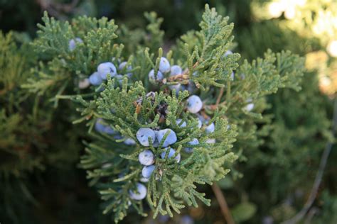 Gardening and Gardens: Juniper Berries