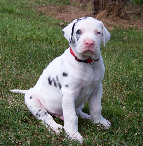 Great Dane Puppies | [#] Lunawsome