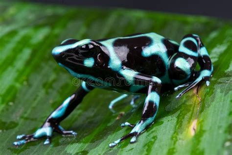 Green And Black Poison Dart Frog Stock Photo - Image of water, pets: 16686222