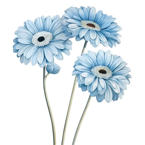 Blue gerbera daisy flower 27188777 PNG