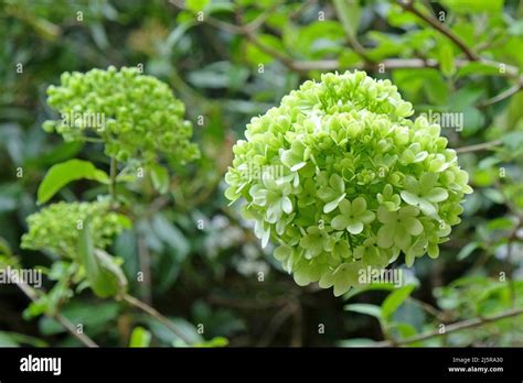 Viburnum macrocephalum ÔsterileÕ in flower Stock Photo - Alamy