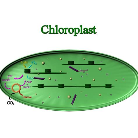 chloroplast 3d model