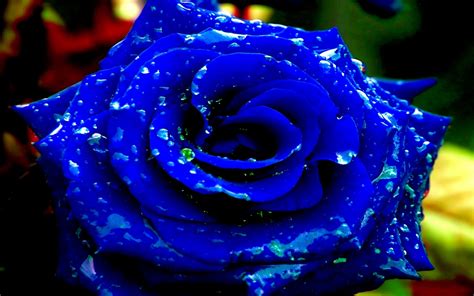 Blue Rose Wallpapers Images Photos Pictures Backgrounds