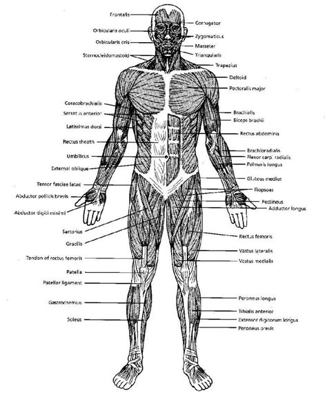 72 Human Body Unlabeled Diagram - Human Anatomy