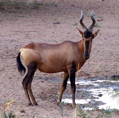 Hartebeest