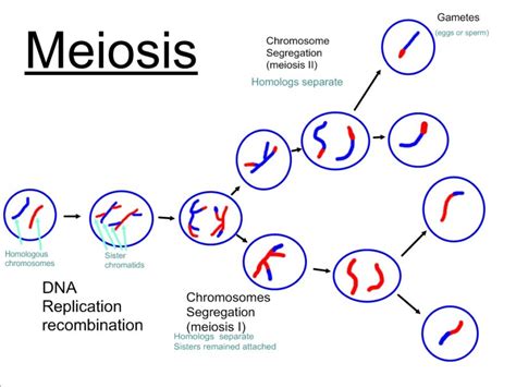 Meiosis: Meiotic cell division, stages and significance