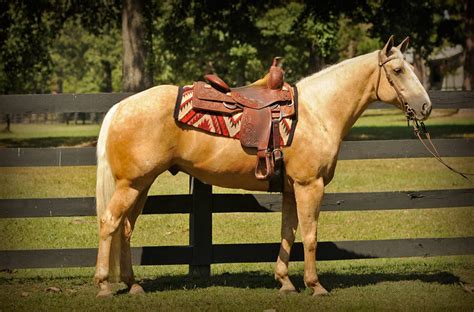 018-Charlie-Palomino-Quarter-Horse-Gelding-For-Sale | Horse of My Dreams