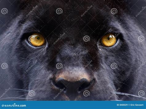 The Eyes of a Black Panther Stock Image - Image of black, kitty: 840029