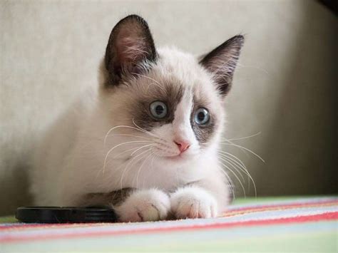 Snowshoe Kitten - Puppy Dog Gallery