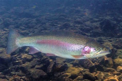 Prediction of freshness indicators in rainbow trout fillets - Responsible Seafood Advocate