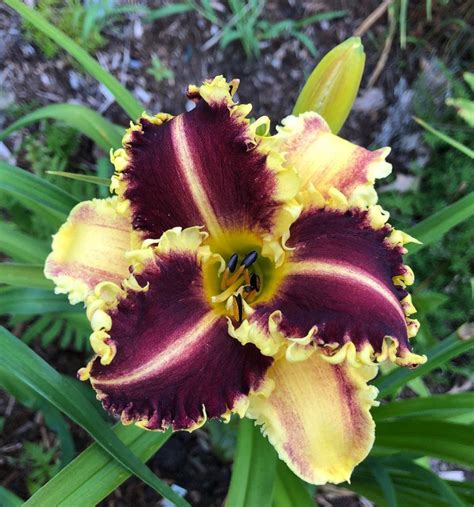 Daylilies: Plant Care and Collection of Varieties - Garden.org