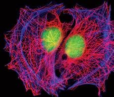 Alexa Fluor Secondary Antibodies | Thermo Fisher Scientific - US