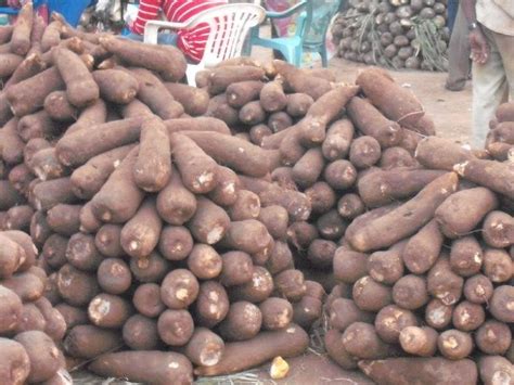 The cry of yam farmers in Ghana