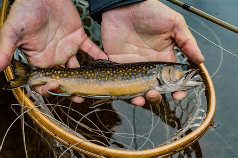 Wild Brook Trout Fly Fishing | Guided Fly Fishing Trips : New Hampshire, White Mountains — Hill ...