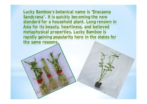 Lucky bamboo arrangements