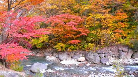 The Colors of Autumn: 7 Places to Enjoy the Autumn Scenery in Japan