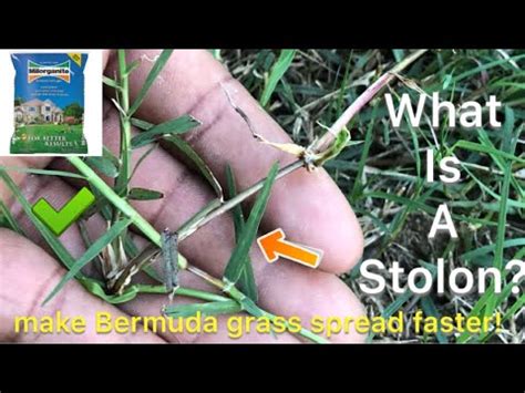 What is a stolon? plus how to make Bermuda Lawn spread faster. - YouTube