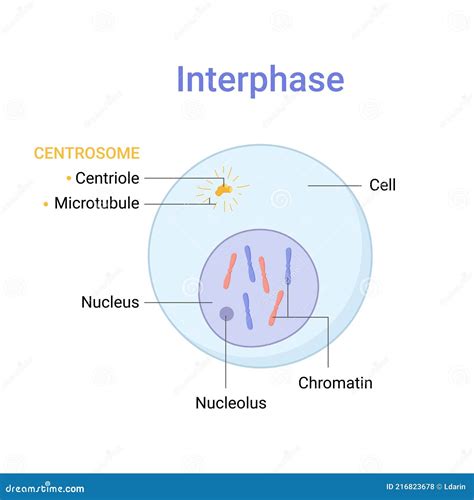 Mitosis Interphase Diagram