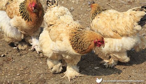 Cochin Chicken Breed Profile