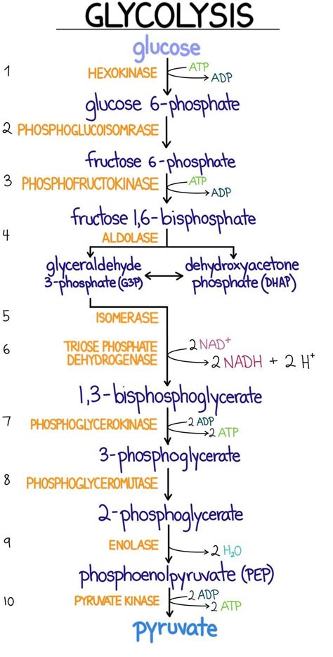 Glycolysis | Introduction, Pathway , Diagram & Summary | Biology facts, Medical student study ...