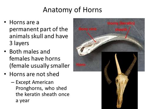 Horn Anatomy - Anatomical Charts & Posters