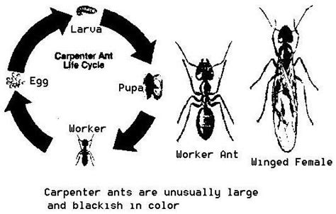 Carpenter Ants | Entomology | Carpenter ant, Ant life cycle, Ants