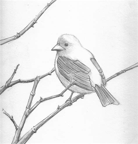 pretty good blog: Bird Pencil Drawing - Scarlett Tanager