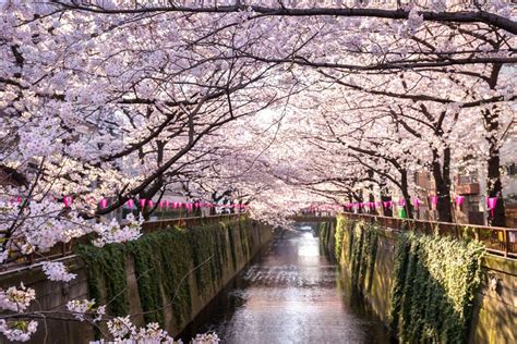 When to see Japan’s cherry blossoms in spring 2019 Best Places To Travel, Places To See, Cherry ...