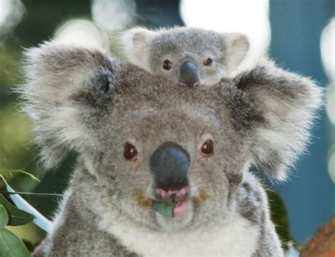 The Koala: Habitat, Diet, Information | SchoolWorkHelper