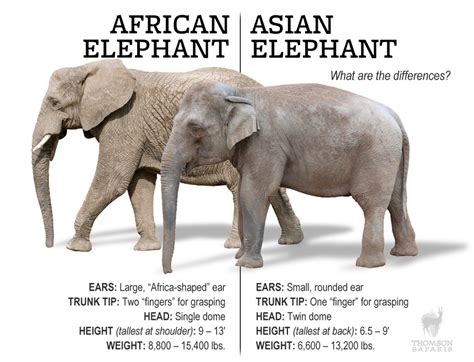 What's the Difference between African and Asian Elephants? | Thomson Safaris