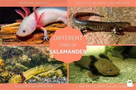 10 Different Types Of Salamander Species Colors And Patterns | Porn Sex Picture