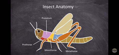 Insect anatomy - thorax segments