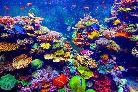 Coral-Reef-and-Tropical-Fish - Learn About Nature