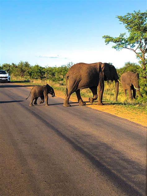 Complete Guide to Safari in Kruger National Park, South Africa - Stoked To Travel