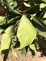 Orange tree leaves curling in the All Things Gardening forum - Garden.org