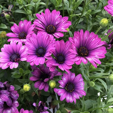 Osteospermum SOPRANO Purple - Buy African Daisy Annuals Online