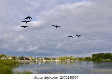 7,729 Canada Goose Flock Images, Stock Photos, 3D objects, & Vectors | Shutterstock