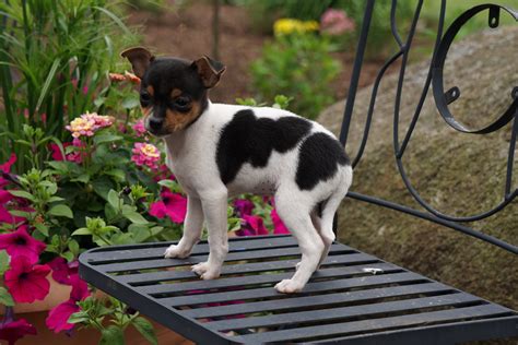 Toy Fox Terrier/ Jack Russel For Sale Apple Creek OH Female Oreo – AC Puppies LLC